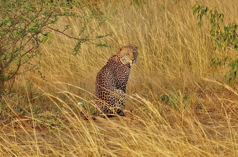 5 Top Uganda National Parks to visit on your birthday.