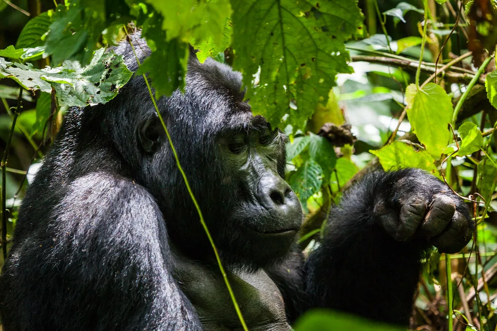 5 days trip to Queen Elizabeth and Bwindi Safari