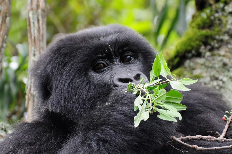 6 Top Things to do in Buhoma after gorilla trekking.