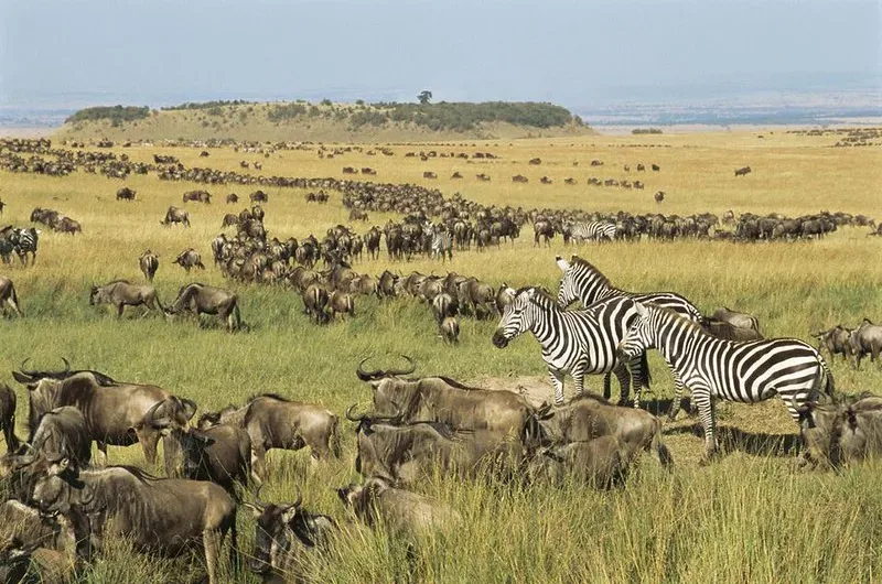 7 Best Safari Experiences To Do in Kenya.