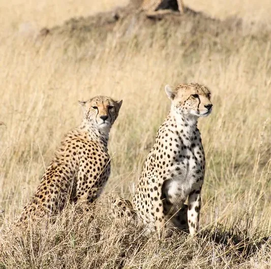 7 Best Safari Experiences in Tanzania.