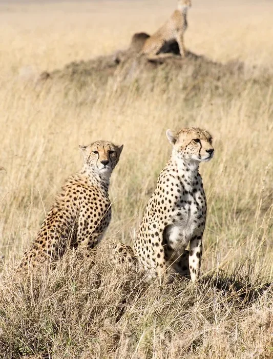 7 Best Safari Experiences in Tanzania.