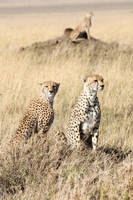 7 Best Safari Experiences in Tanzania.