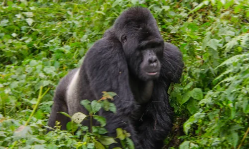 A Guide To Gorilla Trekking in Bwindi Impenetrable NP, Uganda.