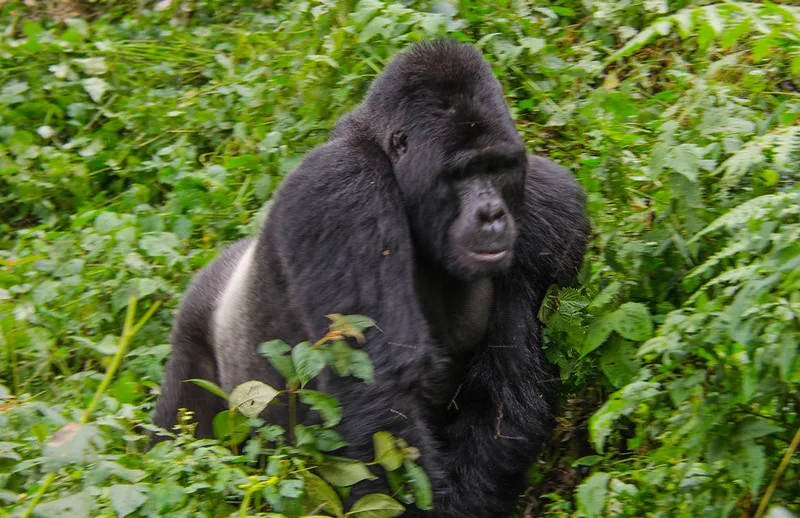 A Guide To Gorilla Trekking in Bwindi Impenetrable NP, Uganda.