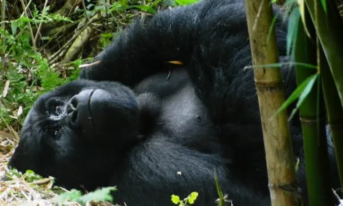 A Guide To Gorilla Trekking in Mgahinga National Park, Uganda.