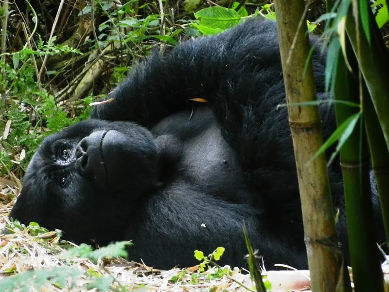 A Guide To Gorilla Trekking in Mgahinga National Park, Uganda.