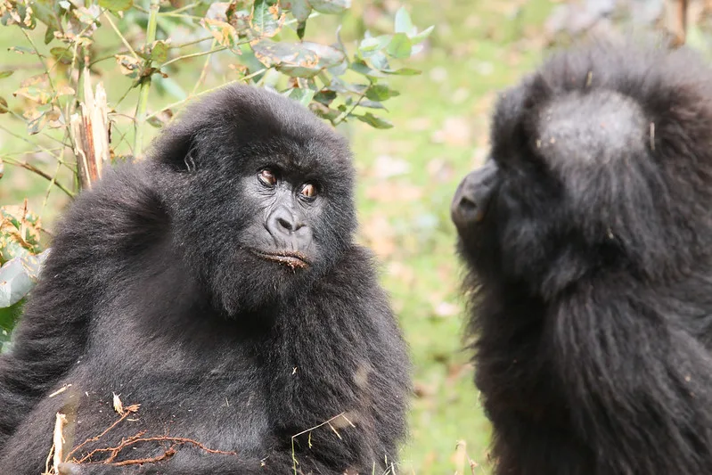 A Guide to Gorilla Trekking in Volcanoes National Park, Rwanda.