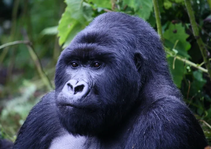 Can a child below 15 years trek gorillass