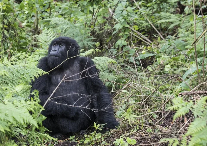 A complete Guide to Gorilla Tracking in Rwanda