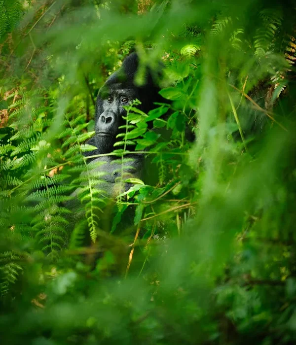 A complete guide to Bwindi Impenetrable National Park.