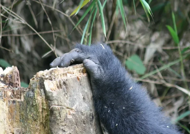 About Gorilla tracking in Volcanoes National Park