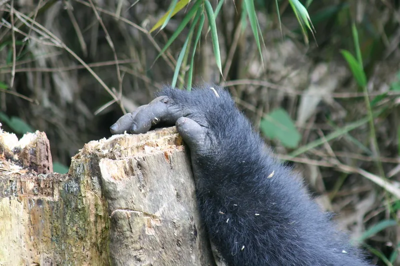 About Gorilla tracking in Volcanoes National Park