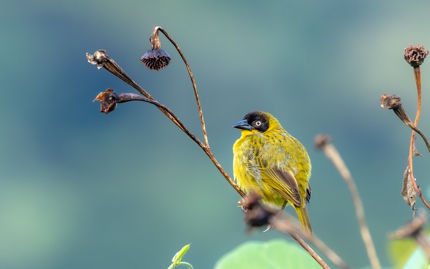 After Gorilla Trekking
