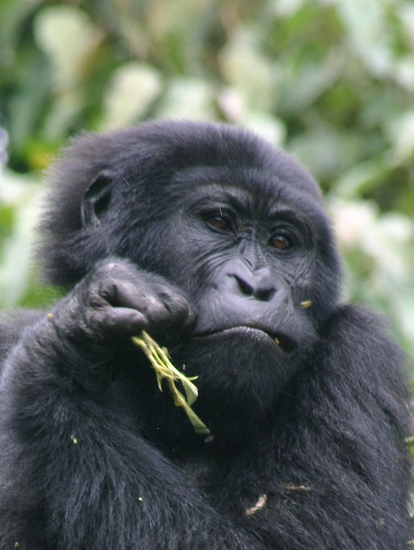 Best Gorilla Trekking Experiences