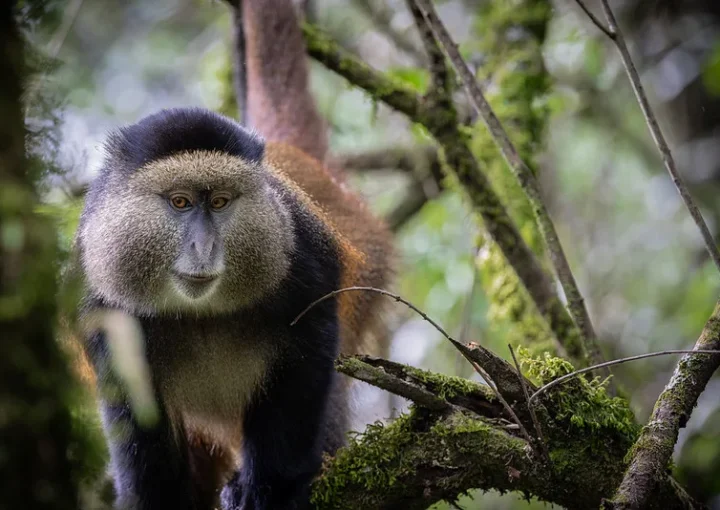 Best places for Golden Monkey tracking in East Africa