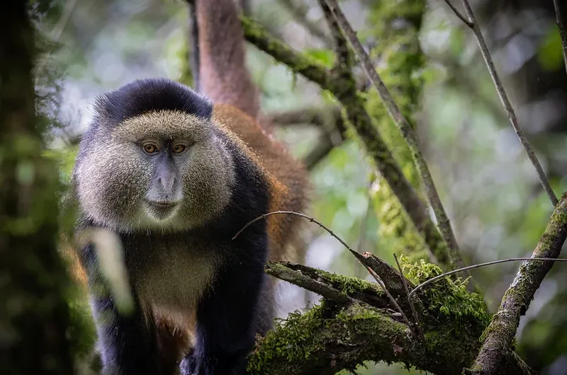 Best places for Golden Monkey tracking in East Africa