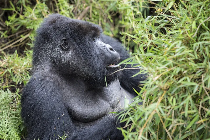 Booking Rwanda gorilla trekking safari holiday from Australia.