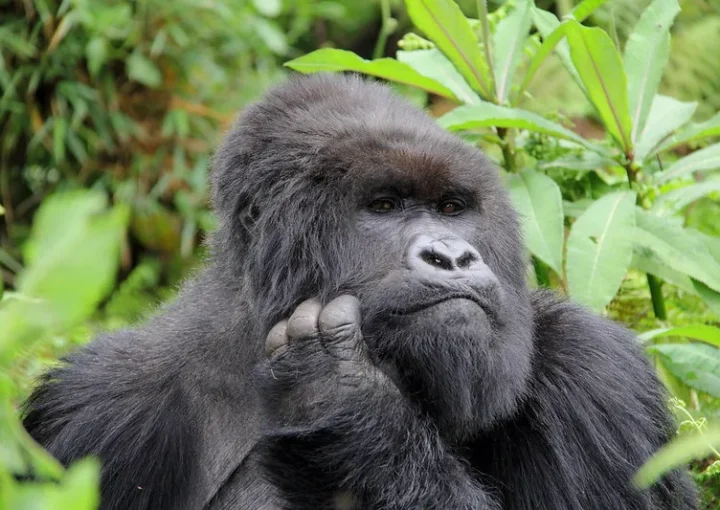 Booking Rwanda gorilla trekking safaris from Southwestern Uganda