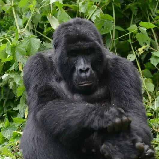 Booking Uganda Mountain gorilla trekking tours