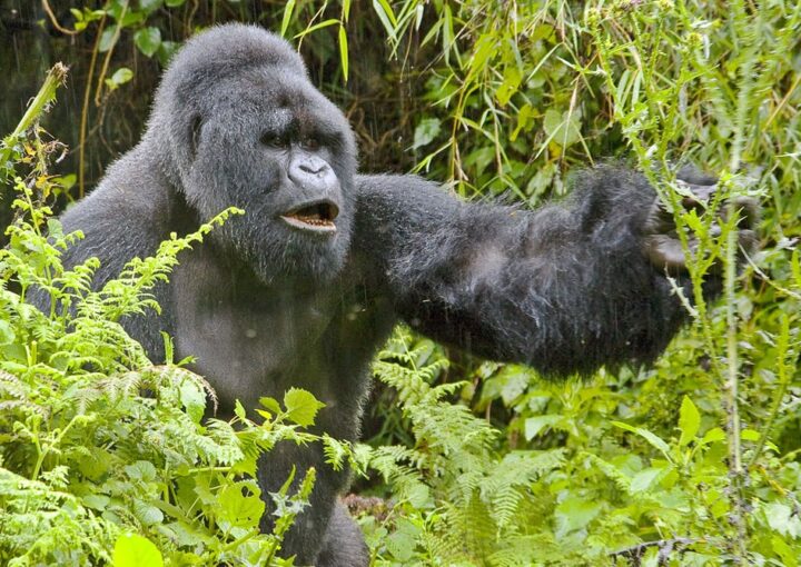 Budget Uganda gorilla safari