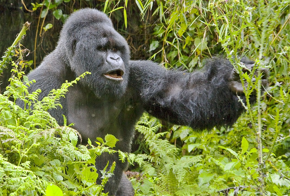 Budget Uganda gorilla safari