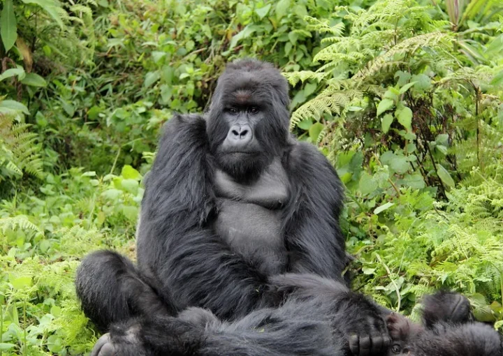 Budget gorilla tours from Mbarara town