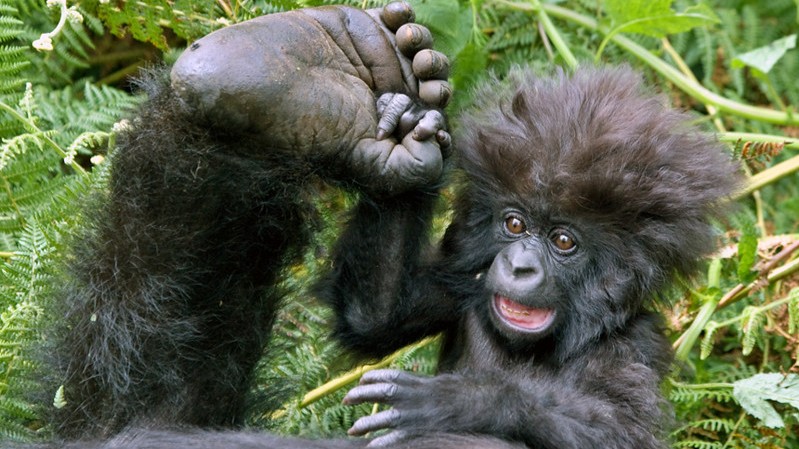 Buhoma region of Bwindi