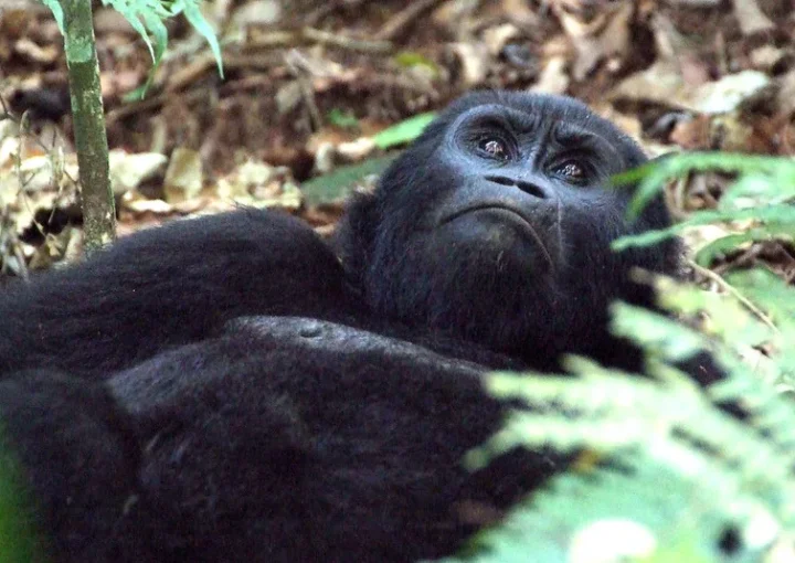 Bwindi Mountain Gorilla trekking Safaris