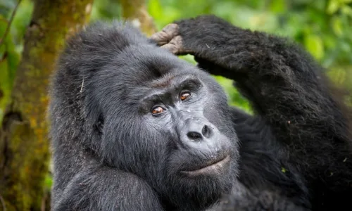 Bwindi budget gorilla safaris, Budget gorilla holidays and tours.