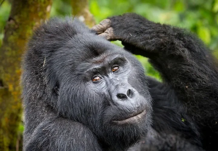 Bwindi budget gorilla safaris, Budget gorilla holidays and tours.