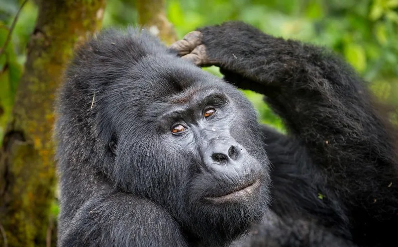 Bwindi budget gorilla safaris, Budget gorilla holidays and tours.