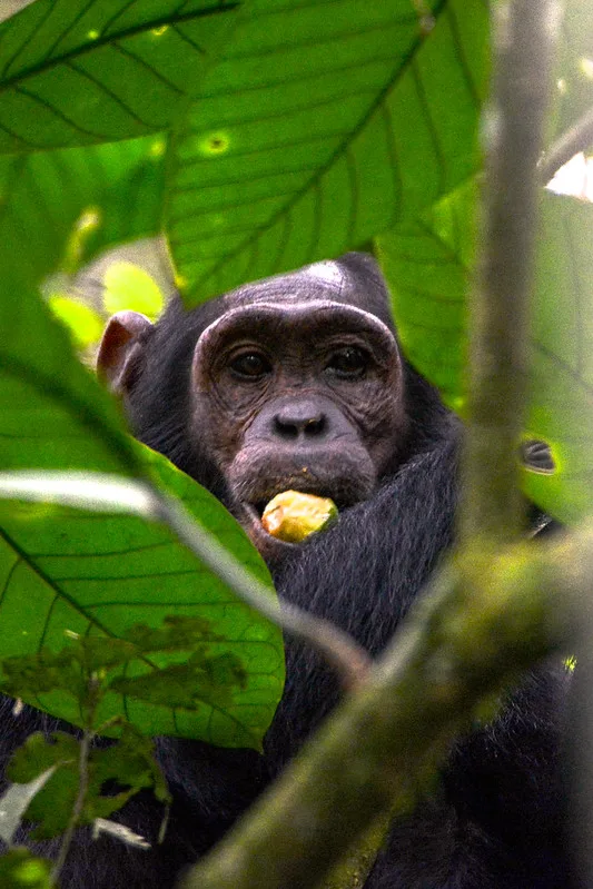 CHIMPANZEE TRACKING IN KIBALE NATIONAL PARK.