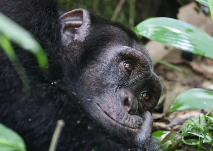 Chimp trekking price and cost issues