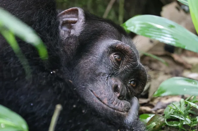 Chimp trekking price and cost issues