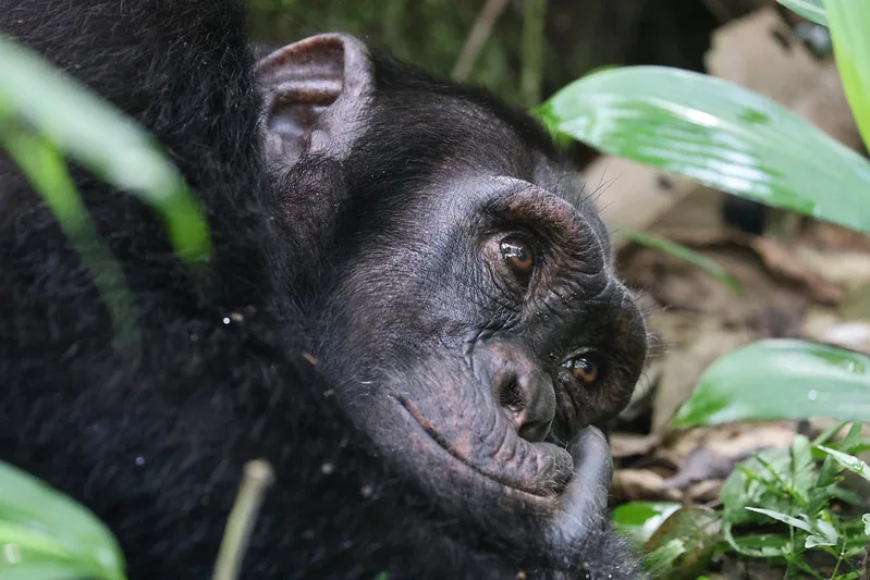 Chimp trekking price and cost issues