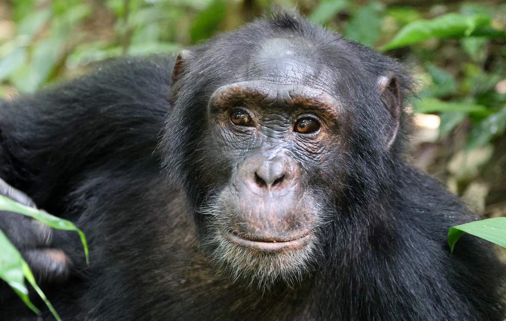 Chimp trekking price