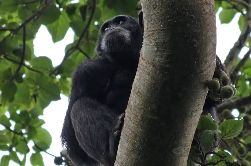 Chimpanzee Filming at Kalinzu Forest.