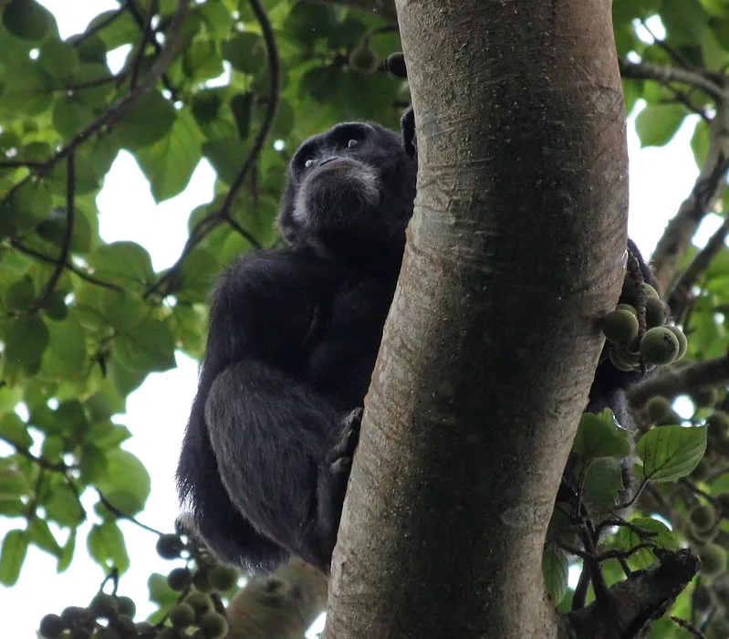 Chimpanzee Filming at Kalinzu Forest.