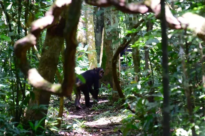 Chimpanzee Trekking Discounts in Budongo Forest.