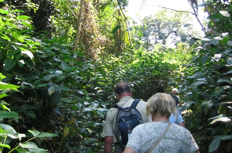 Chimpanzee Trekking Discounts in Kibale National Park.