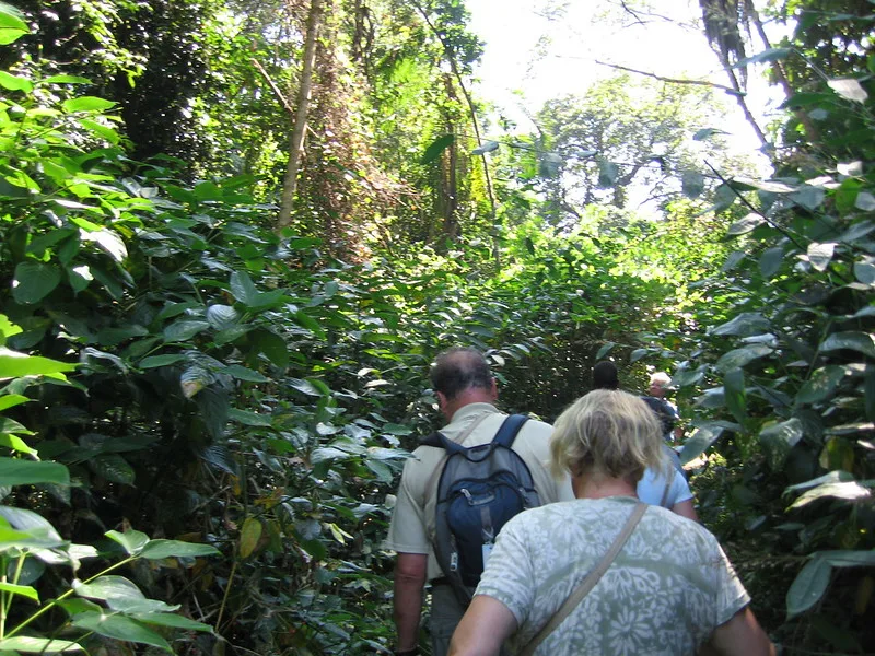 Chimpanzee Trekking Discounts in Kibale National Park.