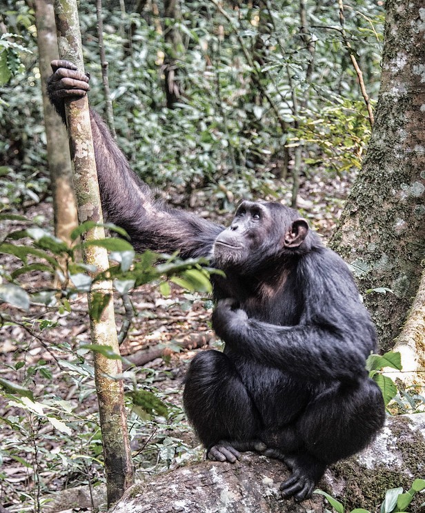 Chimpanzee Trekking Trip to Nyungwe