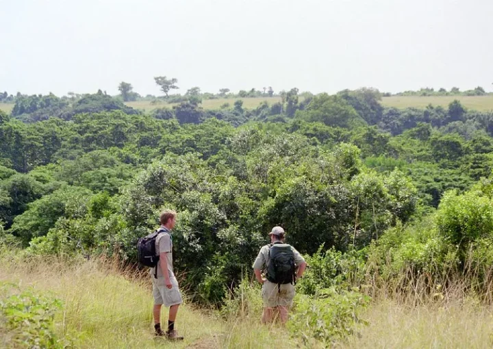 Chimpanzee tracking in Kyambura Gorge Queen Elizabeth NP