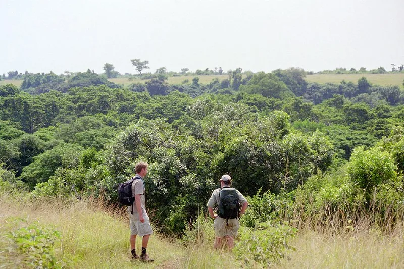 Chimpanzee tracking in Kyambura Gorge Queen Elizabeth NP