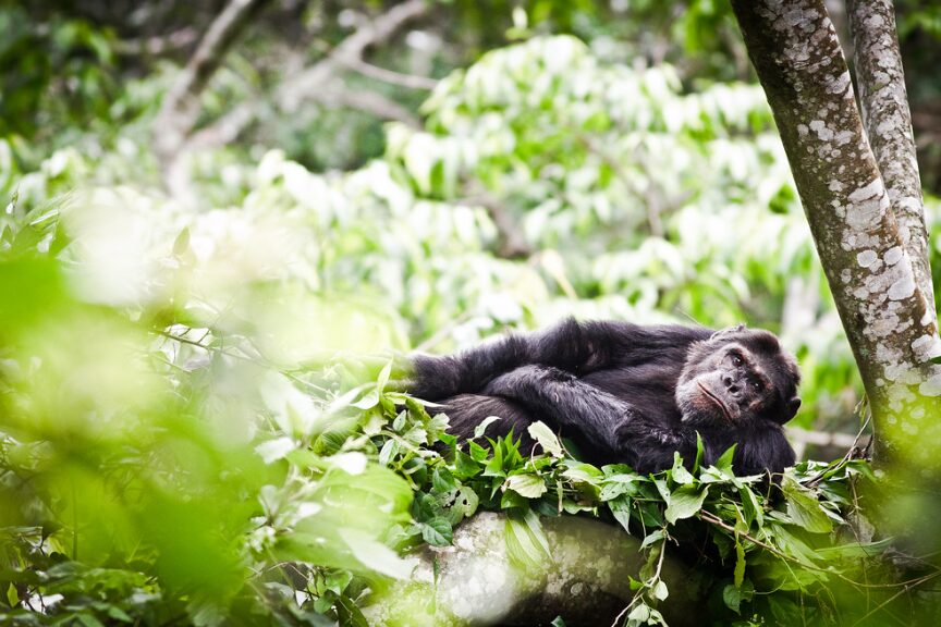 Chimps in Gishwati-Mukura