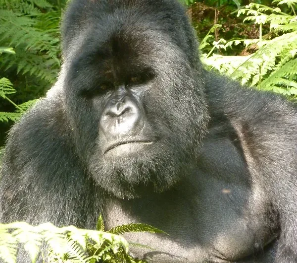 Choosing a Tour Operator in Rwanda for Gorilla Trekking Safari