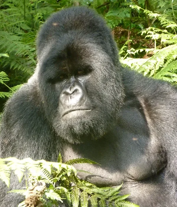 Choosing a Tour Operator in Rwanda for Gorilla Trekking Safari