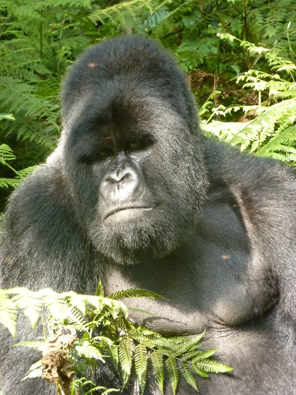 Choosing a Tour Operator in Rwanda for Gorilla Trekking Safari