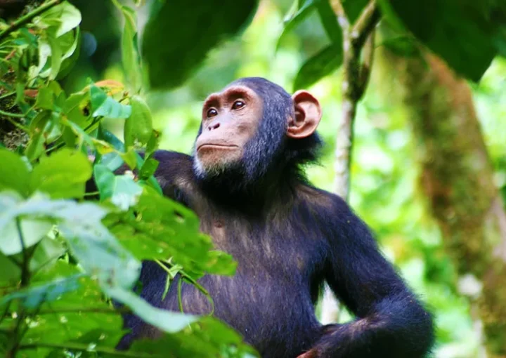 Christmas gorilla and chimp habituation experience Uganda.